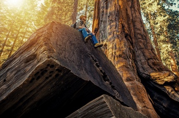 Sequoia National Park i Californien, USA